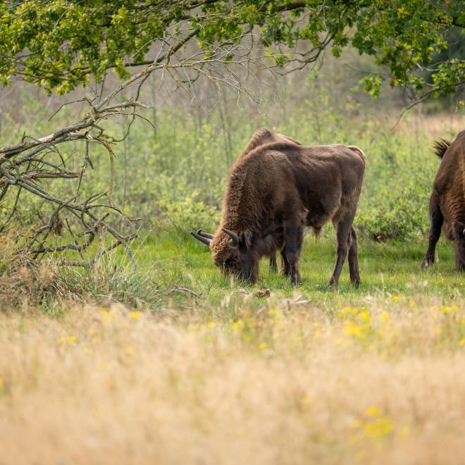 Grazende wisenten in De Maashorst
