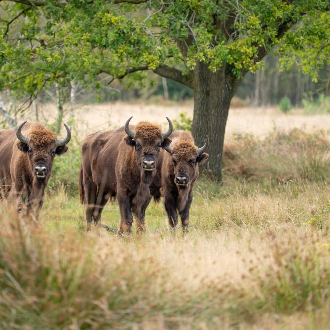 Wisenten op de Maashorst