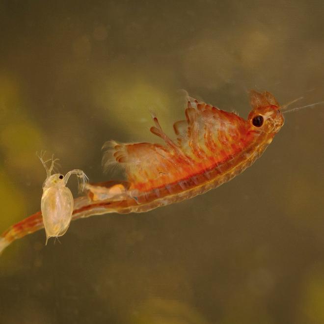 Oranje-blauw zwemmend geraamte ontmoet watervlo