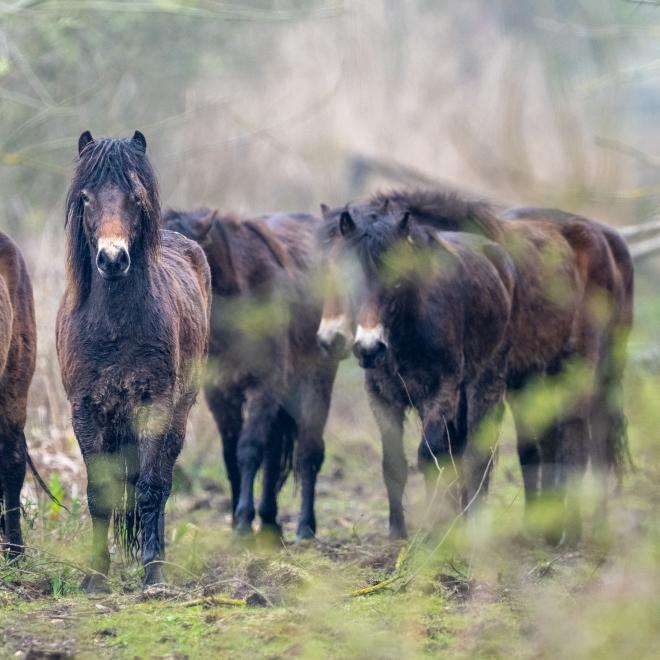 Sociale kudde Exmoor pony's in KempenBroek