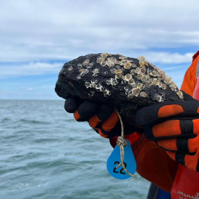 De stortstenen zijn begroeid met tientallen jonge oesters. Foto: Harro Vaags, Van Oord Ocean Health