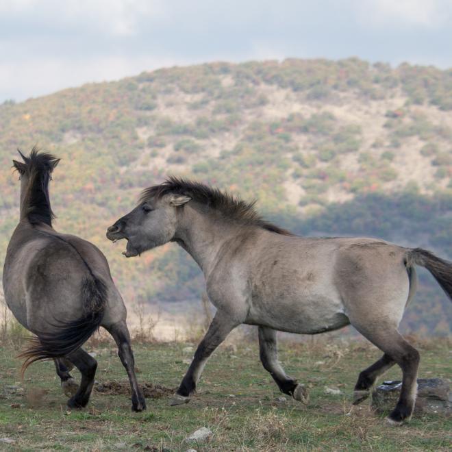 Konikpaarden in de Bulgaarse Rhodopen. Foto: Ivo Danchev