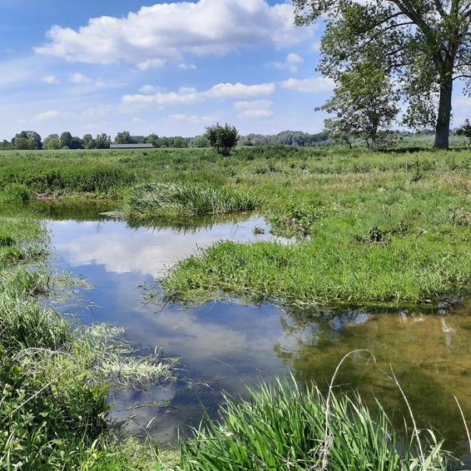 Natuurgebied bij Itteren met beverdam