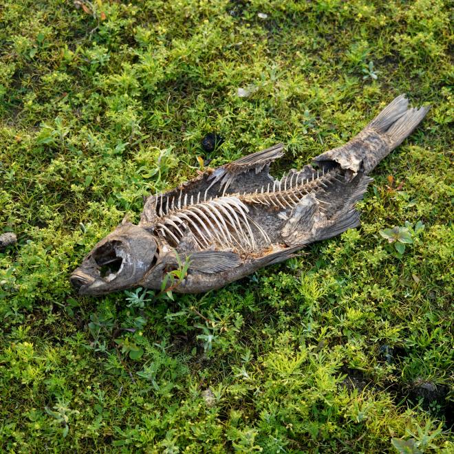 Dode vis tussen pionierplanten