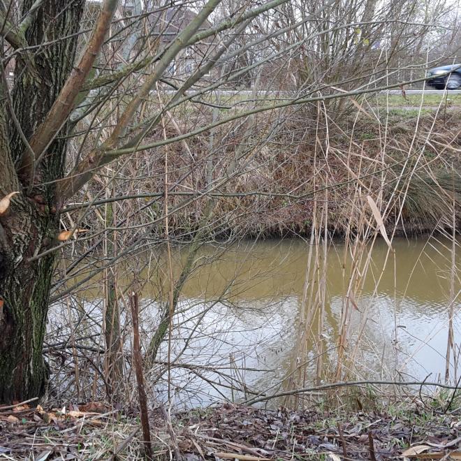 Bevervraat langs de Koedood. Foto: Niels Godijn