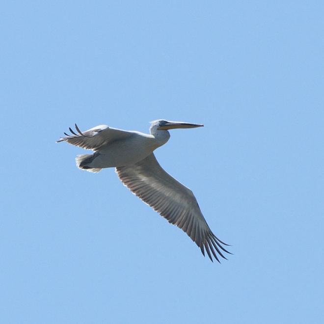 Kroeskoppelikaan vliegt door de lucht
