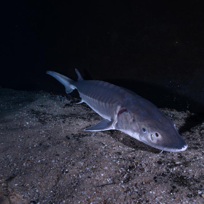 Zeldzame Europese steur. Foto: Peter van Rodijnen