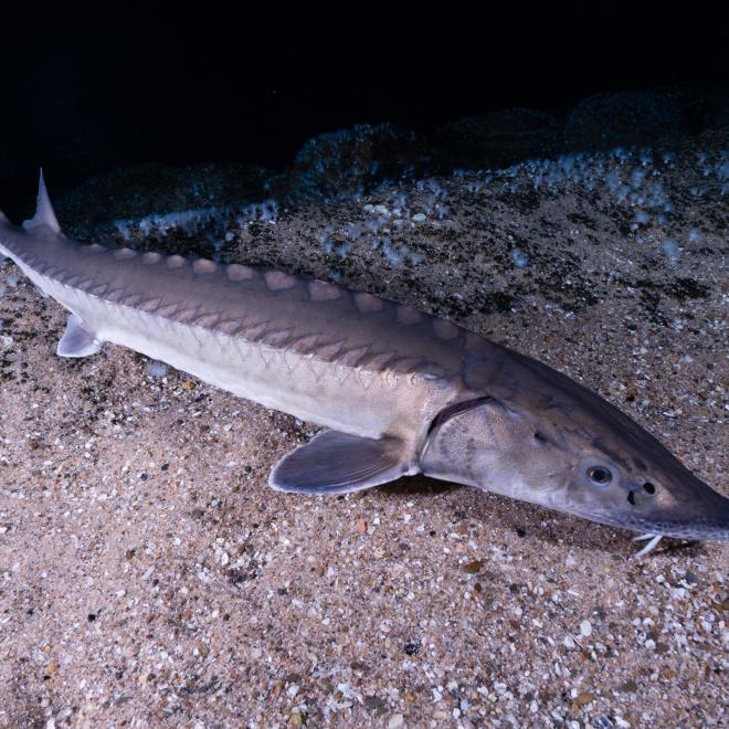 De bijna uitgestorven Europese steur. Foto: Peter van Rodijnen