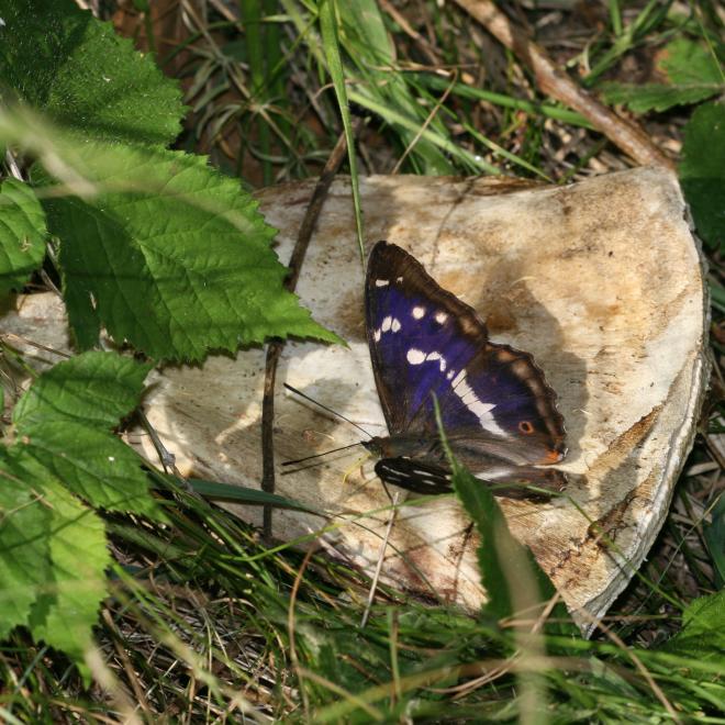 Grote weerschijnvlinder op bot