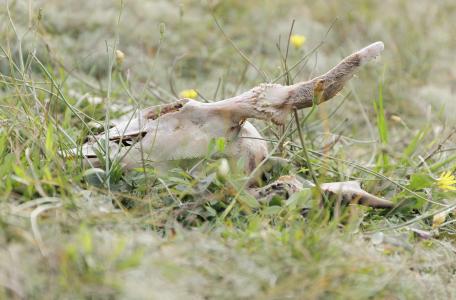 Verkeerslachtoffers moeten in de natuur blijven.