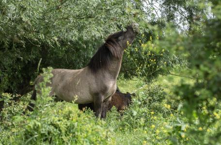 Konik eet van wilg