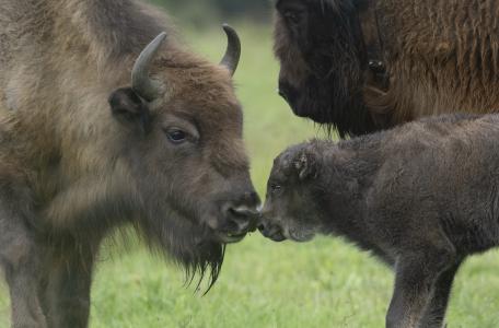 Wisentkalfje op de Veluwe