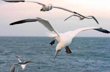 Gannets on the lookout