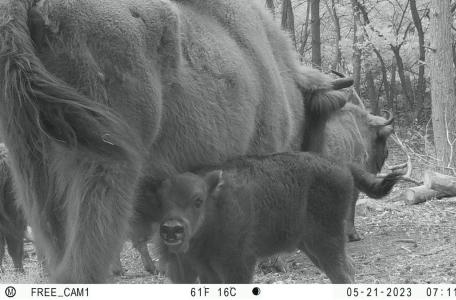 Wisentkoe zoogt kalf