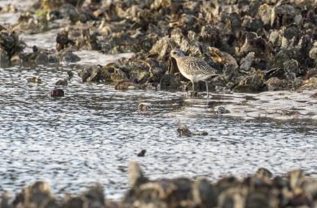 Schelpdierriffen zijn een belangrijke voedselbron voor sommige vogels. Foto Ernst Schrijver, ARK Rewilding Nederland