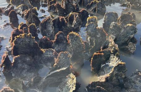 Oesterrif Brouwersdam © Randi de Vries