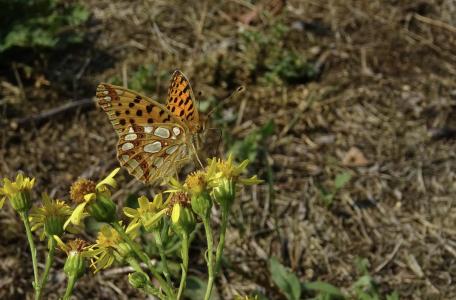 Kleine parelmoervlinder © Michiel Wallis de Vries