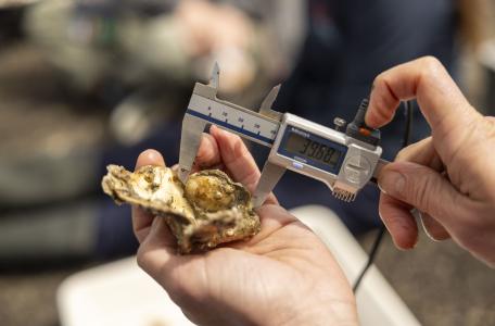 De lengte en breedte van de jonge oesters wordt opgemeten. 