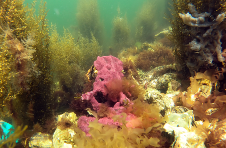 Kleurrijk onderwaterleven in Grevelingenmeer.