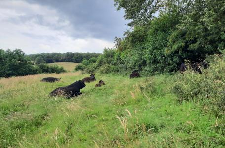 Begrazingseenheid aan bovenloop Gulp