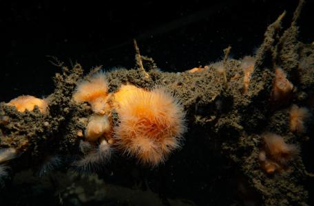 Zeeanemonen vastgegroeid aan uitzetmateriaal bij Borkumse stenen