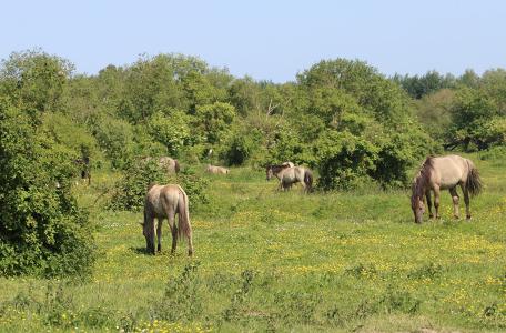 Slikken van de Heen-Konikpaarden