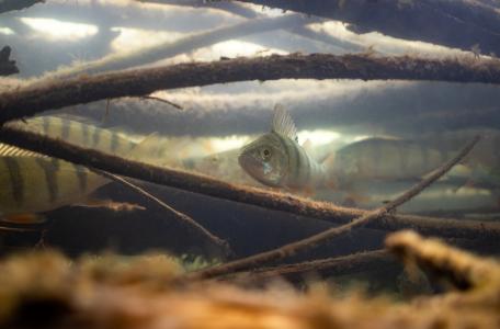 Baarzen tussen de takken foto: Arthur de Bruin 