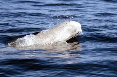 Beloega in Churchill River nabij Hudson Bay, Canada