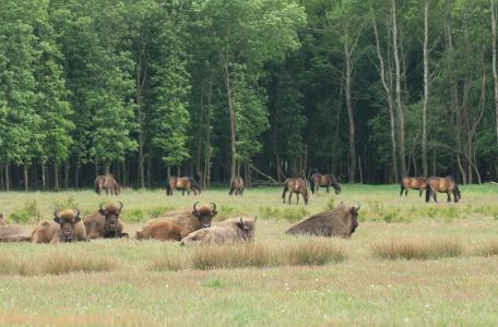 Wisenten en Exmoorpony's in De Maashorst