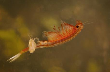 Oranje-blauw zwemmend geraamte ontmoet watervlo
