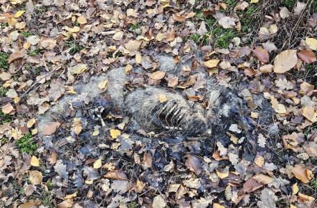 Das in ontbinding - Dood doet Leven