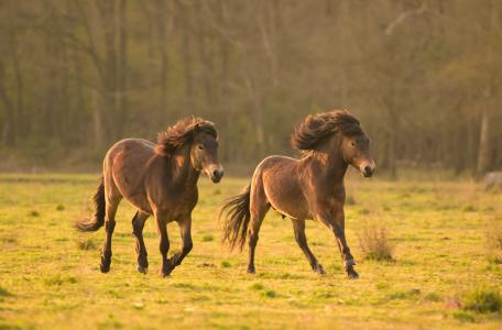 sociale kudde Exmoor pony’s