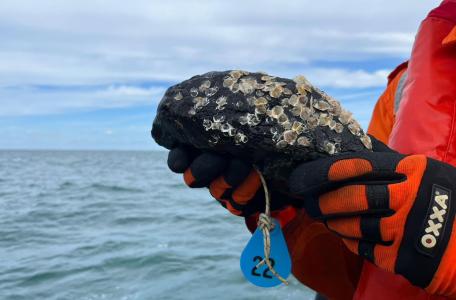 De stortstenen zijn begroeid met tientallen jonge oesters. Foto: Harro Vaags, Van Oord Ocean Health