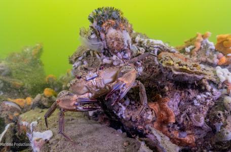 De Wilde Noordzee. Foto: Dutch Maritime Productions