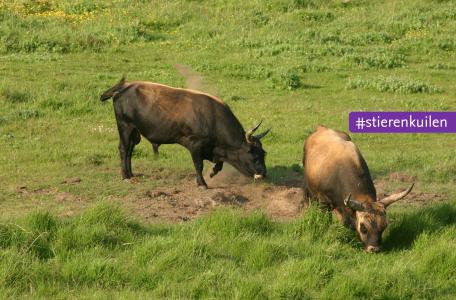 Stieren op de Hellegatsplaten