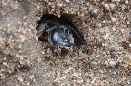Vierbandgroefbij in nest in stierenkuil