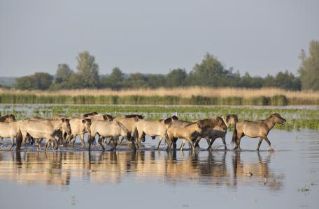 Konikpaarden in het water. Foto: Edwin Rem, Nature in Stock