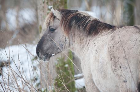 Konikpaard in wintervacht
