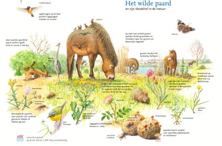 Wilde paard en zijn sleutelrol in de natuur