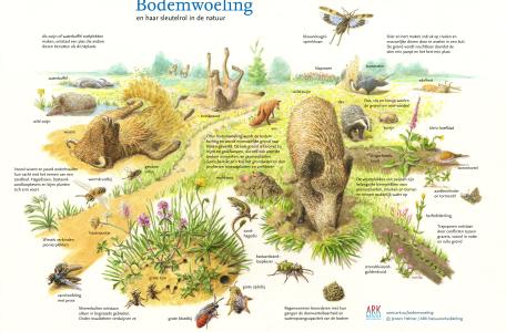 Bodemwoeling en haar sleutelrol in de natuur