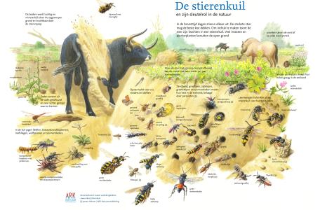 De stierenkuil en zijn sleutelrol in de natuur
