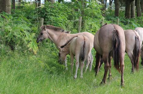 Konikpaarden eten reuzenberenklauw op de Slikken van Heen