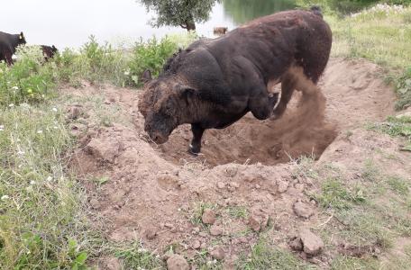 Stier graaft eigen kuil