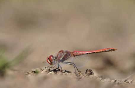 Zwervende heidelibel