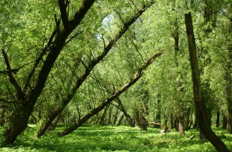 Ooibos bij Beuningen