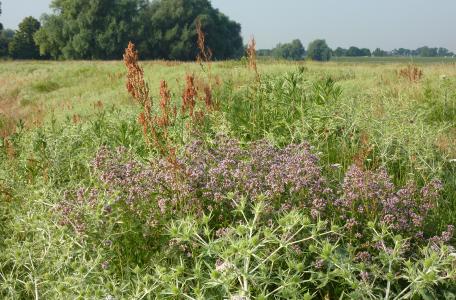 Wilde marjolein Beuningen