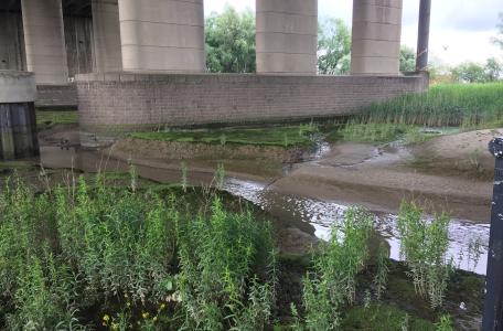 Zoete slikken onder de Brienenoordbrug. Een voorbeeld van (zoetwater-)getijdennatuur in hartje Rotterdam.