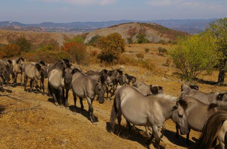 Konikpaarden in de Oostelijke Rhodopen