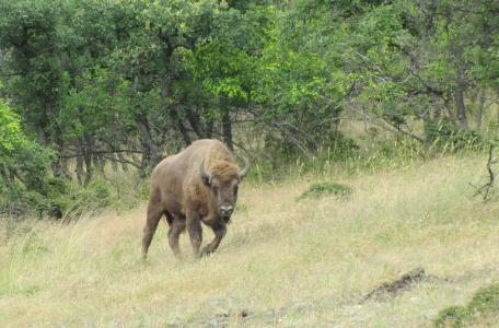 Wisent in Studen Kladenec