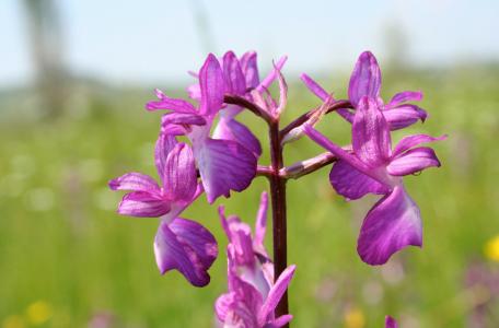 Rhodopen moerasorchis
